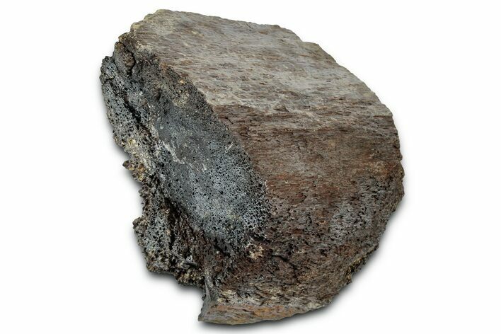 Fossil Dinosaur Bone Section - Wyoming #331064